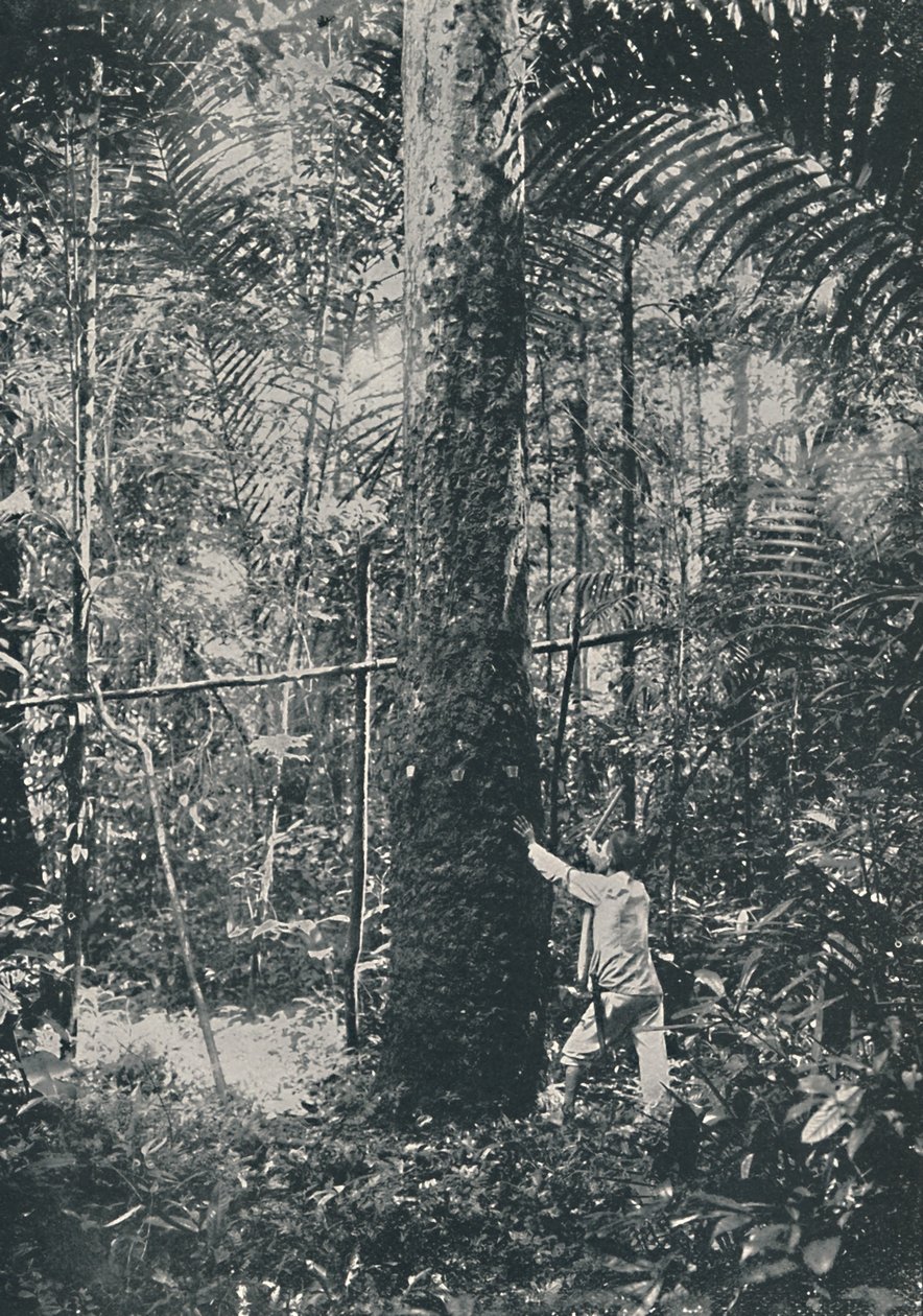 Sběratelství kaučuku, 1916 od Unbekannt