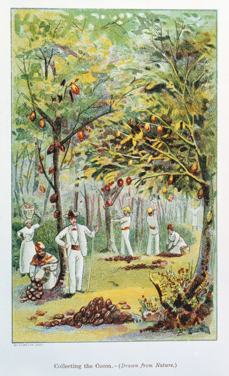 Sběr kakaa, Venezuela, 1892 od Unbekannt