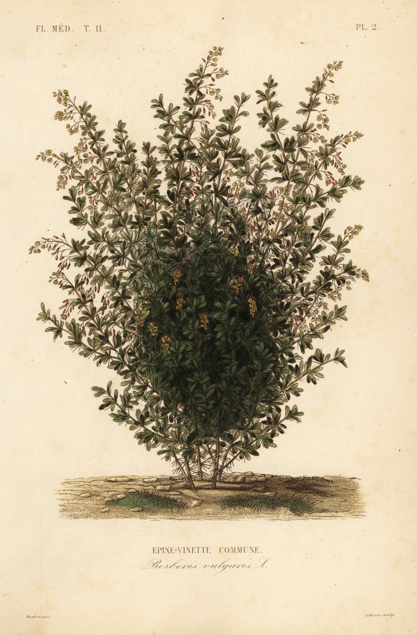 Dřišťál obecný, Berberis vulgaris, obec Epine-vinette od Unbekannt