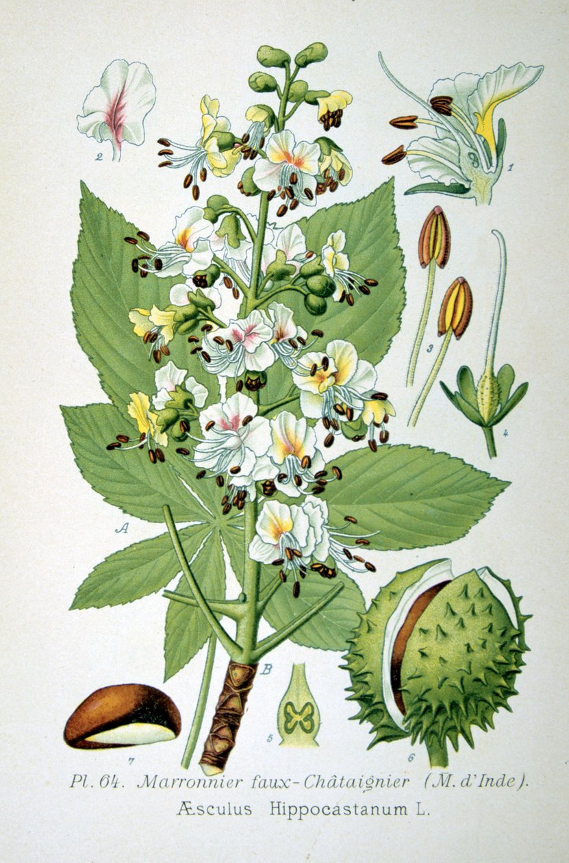 Jírovec obecný, 1893 od Unbekannt