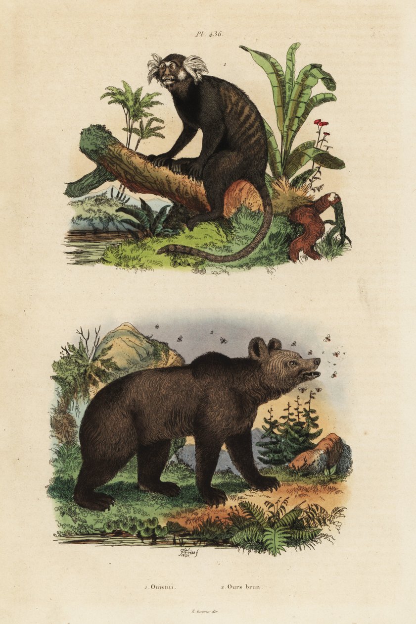 Kosman obecný, Callithrix jacchus 1, a medvěd hnědý, Ursus arctos, se včelami 2 od Unbekannt