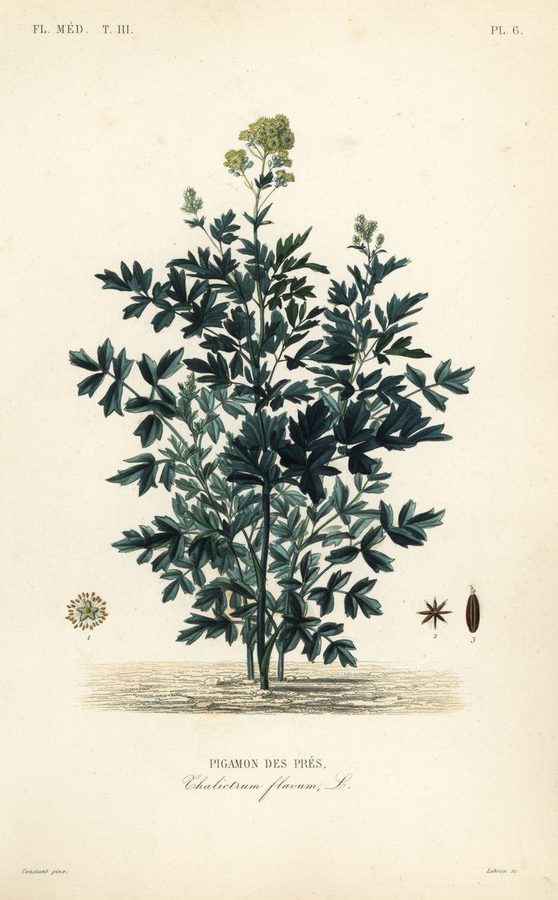 Rua luční obecná, Thalictrum flavum, Pigamon des pres od Unbekannt