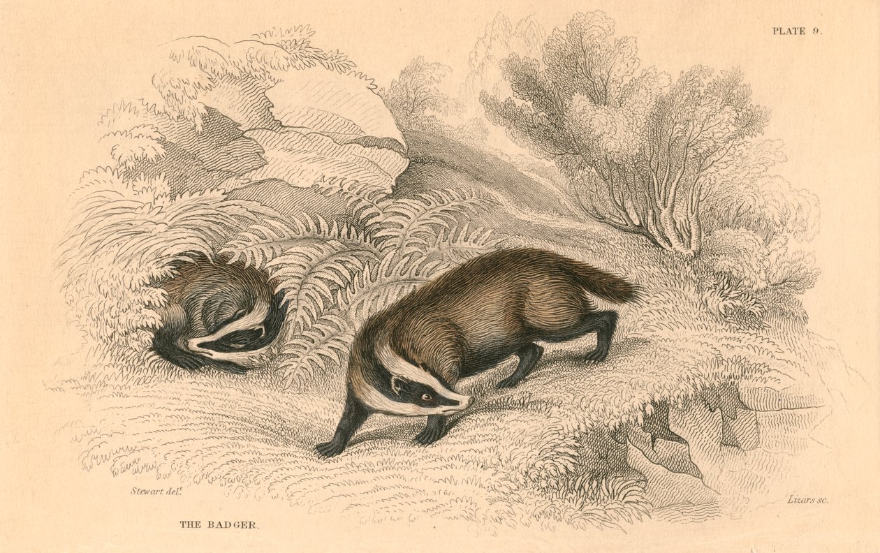 Obyčejný nebo euroasijský jezevec Meles meles, 1828 od Unbekannt