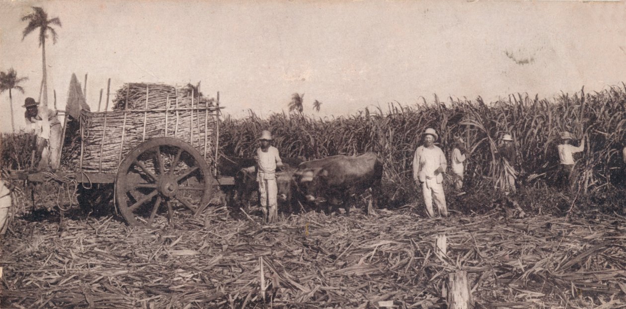Corte de Canna. - Sbírání cukrové třtiny. Kuba, C1900 od Unbekannt