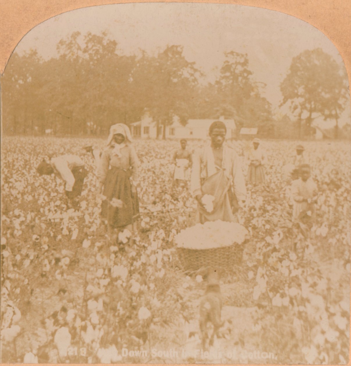 Sběr bavlny, c1900 od Unbekannt