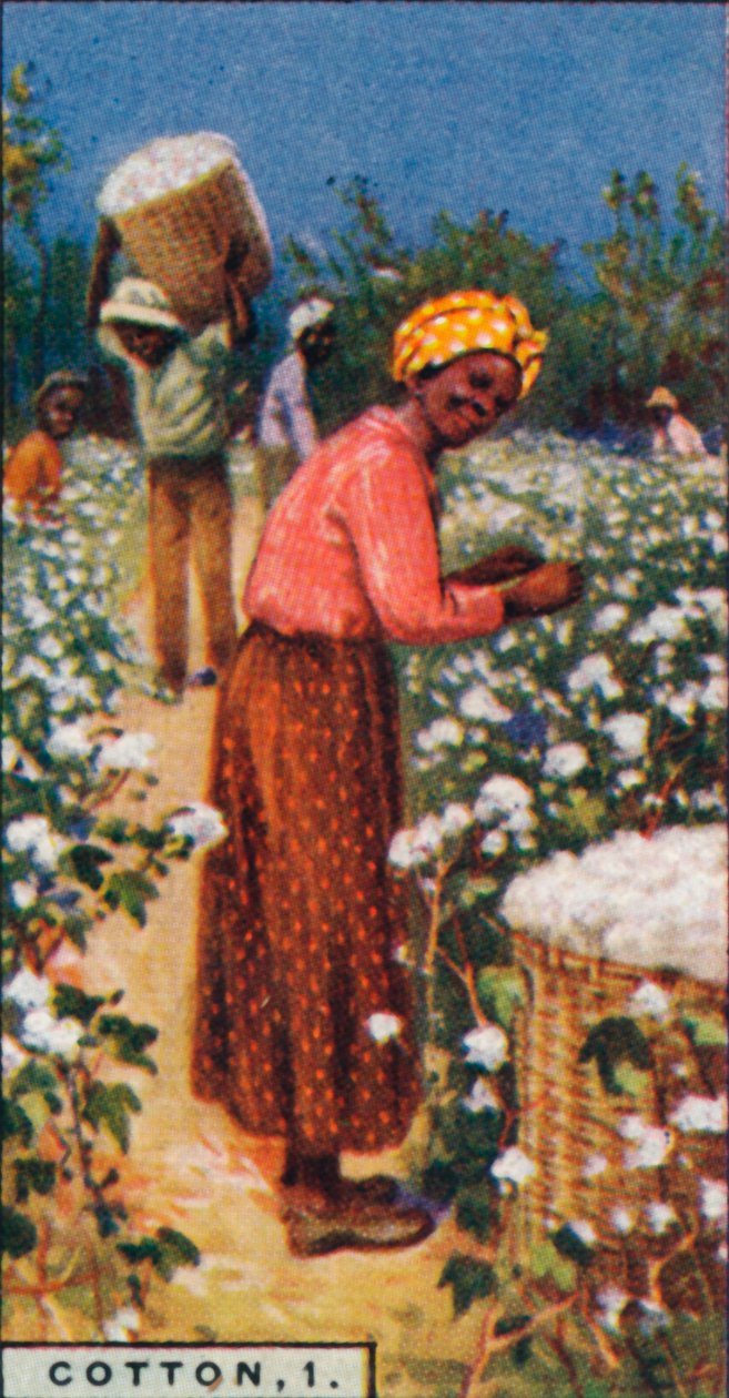 Cotton, 1. - Picking Seed Cotton, W. Indies, 1928 od Unbekannt