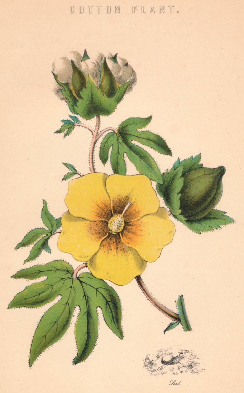 Bavlník, c19. století od Unbekannt
