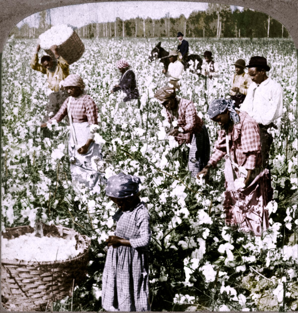 Bavlna je král - plantážní scéna se sběrači v práci. Gruzie, 1900 od Unbekannt