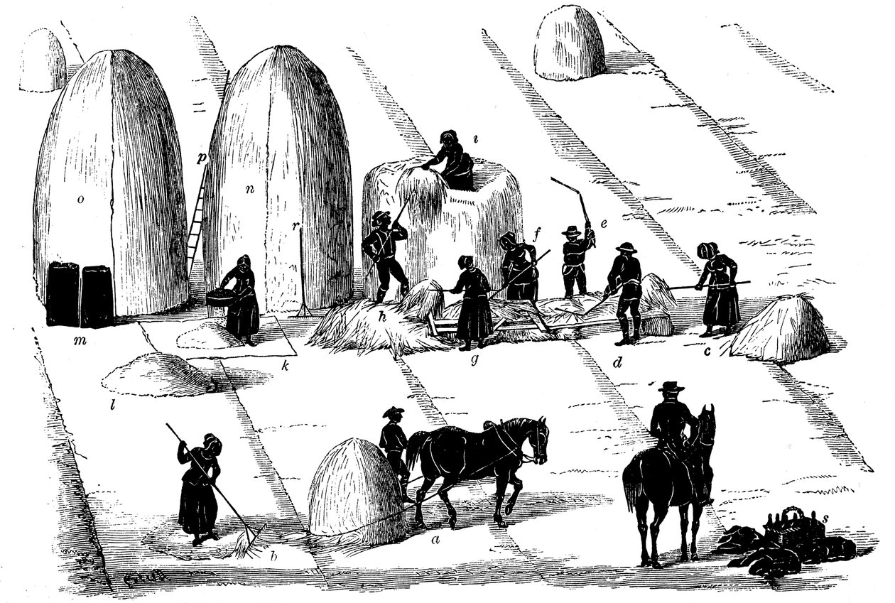 Střídání plodin: mlácení žitné trávy na semeno, 1855 od Unbekannt