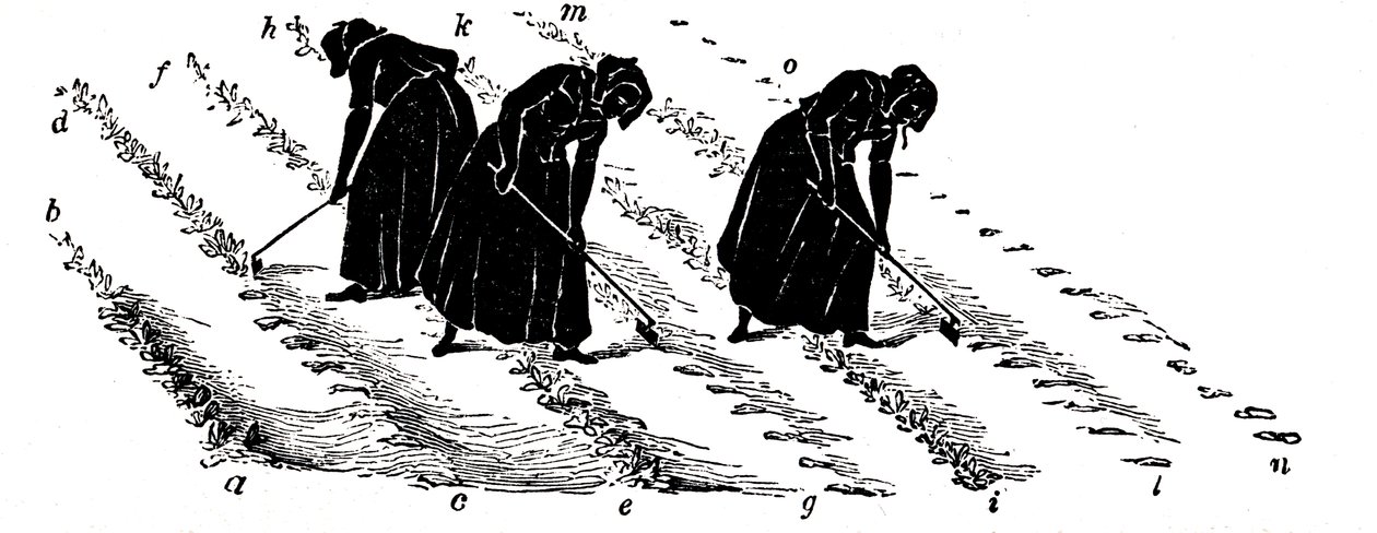 Střídání plodin: ženy prořezávají tuřín, 1855 od Unbekannt