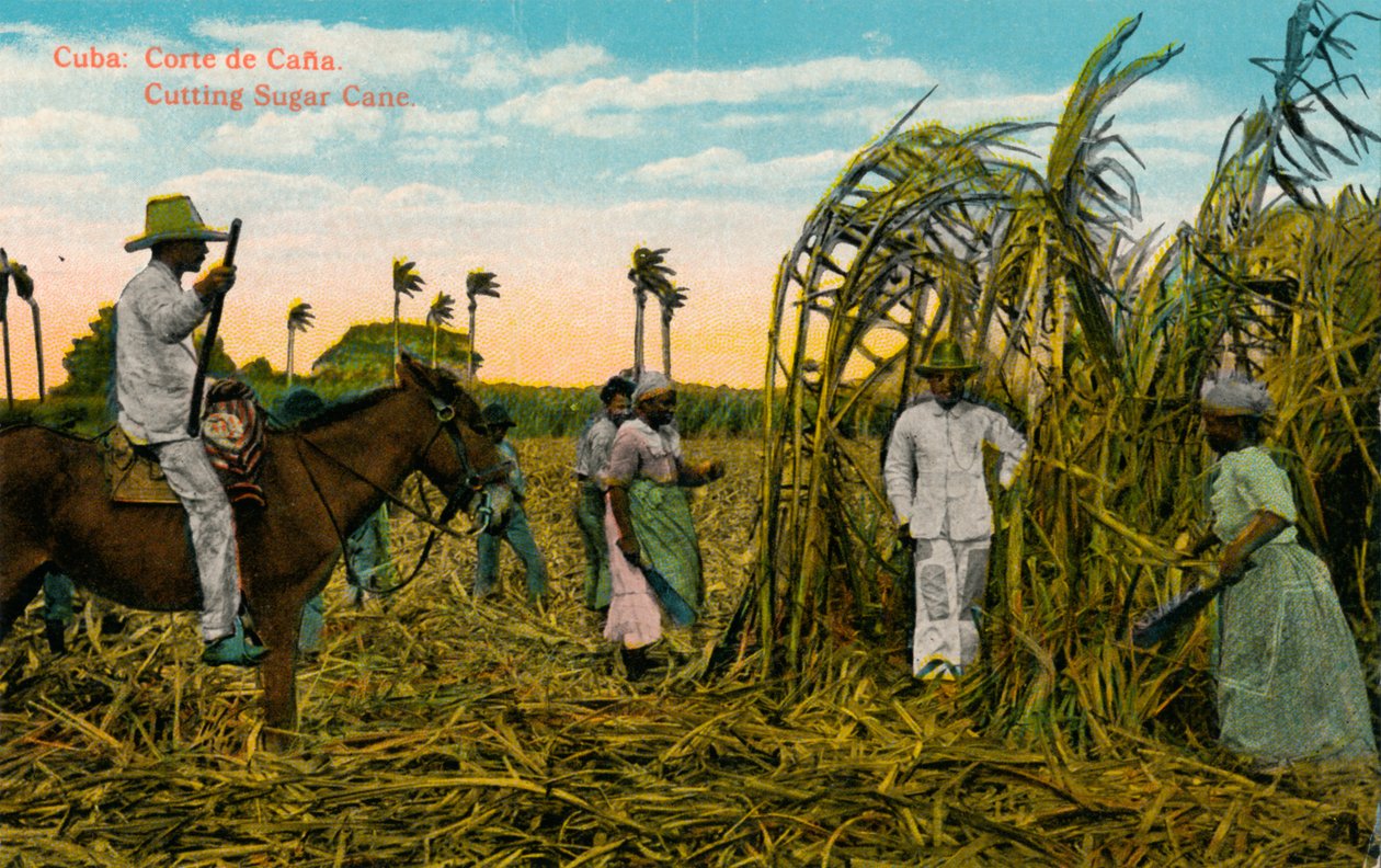 Cuba: Cut of Cana Cutting Sugar Cane, c1910 od Unbekannt