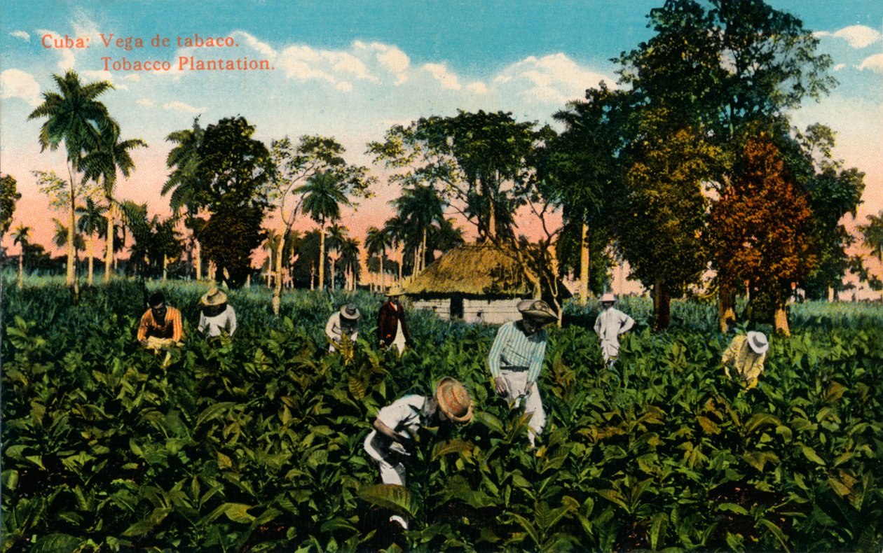 Kuba: Vega tabáku. Tobacco Plantation, c1900 od Unbekannt