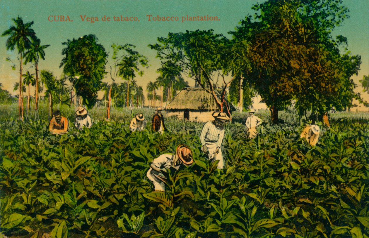Kuba. Tabákové pole. Tabáková plantáž, 20. léta 20. století od Unbekannt