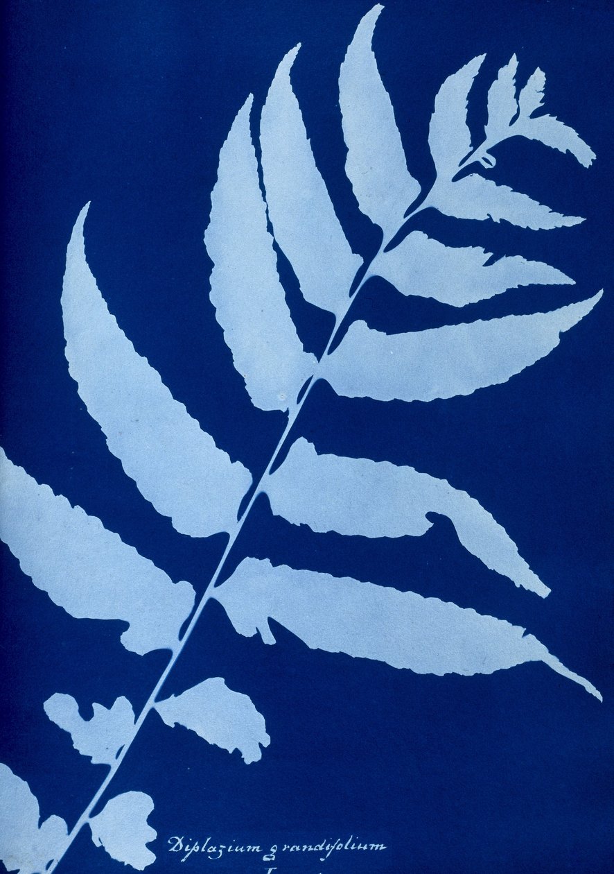 Kyanotypie Diplazium grandifolium od Unbekannt