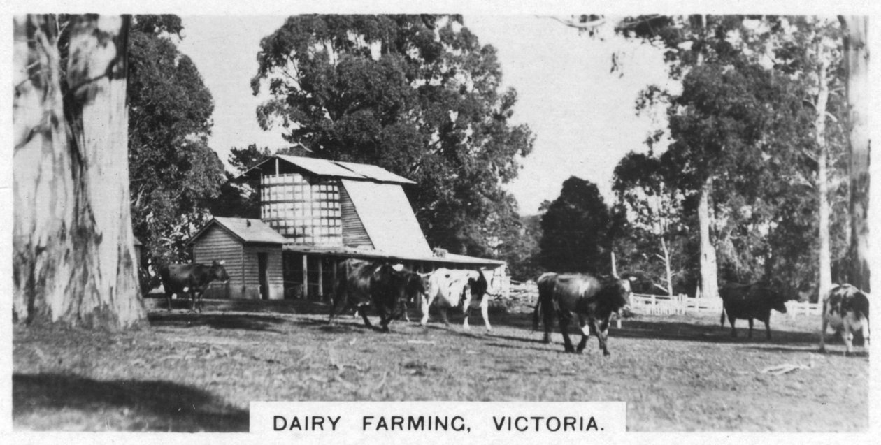 Mlékárenství, Victoria, Austrálie, 1928 od Unbekannt