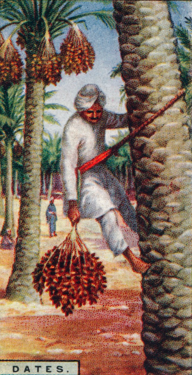 Termíny. - Sběr ovoce, IN. Afrika, 1928 od Unbekannt