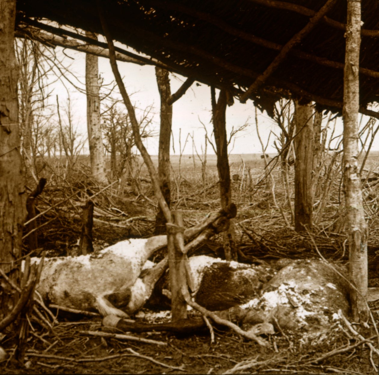 Mrtví koně, Verdun, severní Francie, c1914-c1918 od Unbekannt