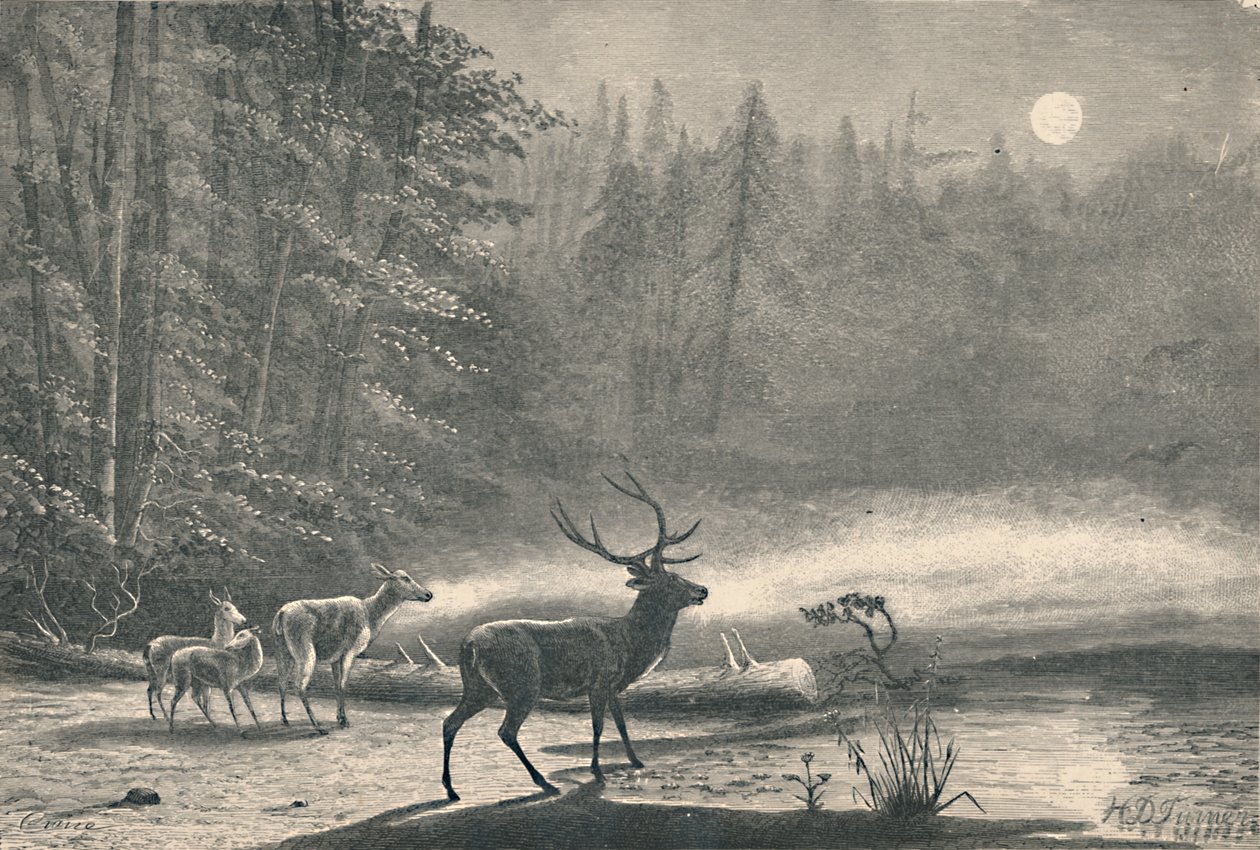 Jelen na jezeře St. Regis, v noci, 1883 od Unbekannt