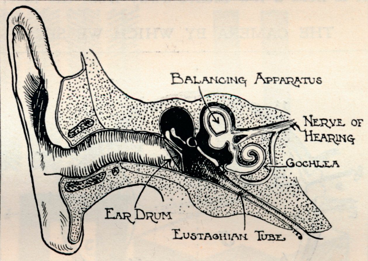 Delicate Mechanism of the Ear, c1934 od Unbekannt