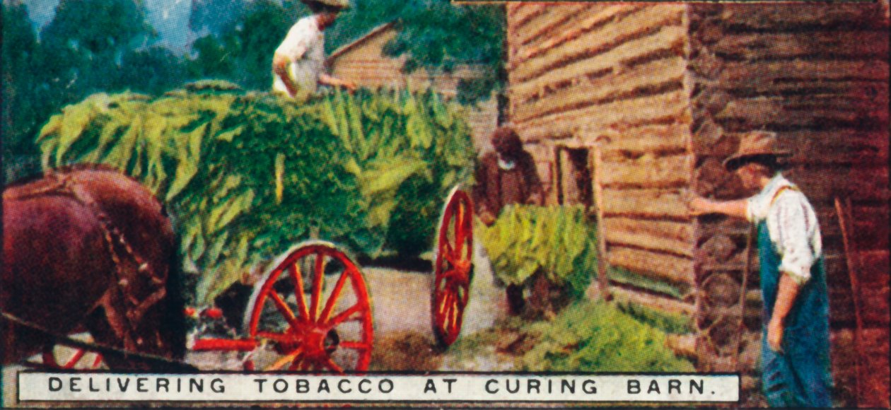 Doručování tabáku v Curing Barn, 1926 od Unbekannt