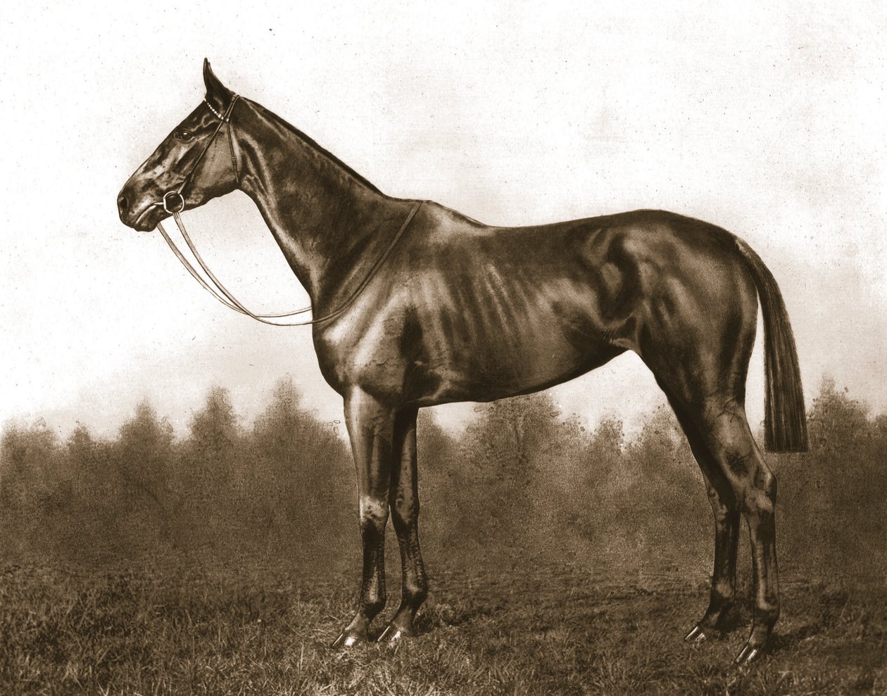 Demure, 1911. od Unbekannt