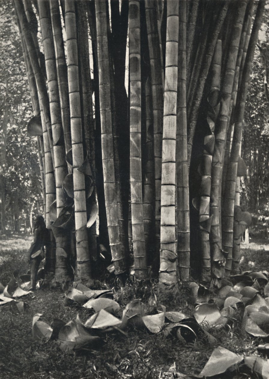 Spodní část stonků obří bambusové rostliny v Peradeniya, 1926 od Unbekannt