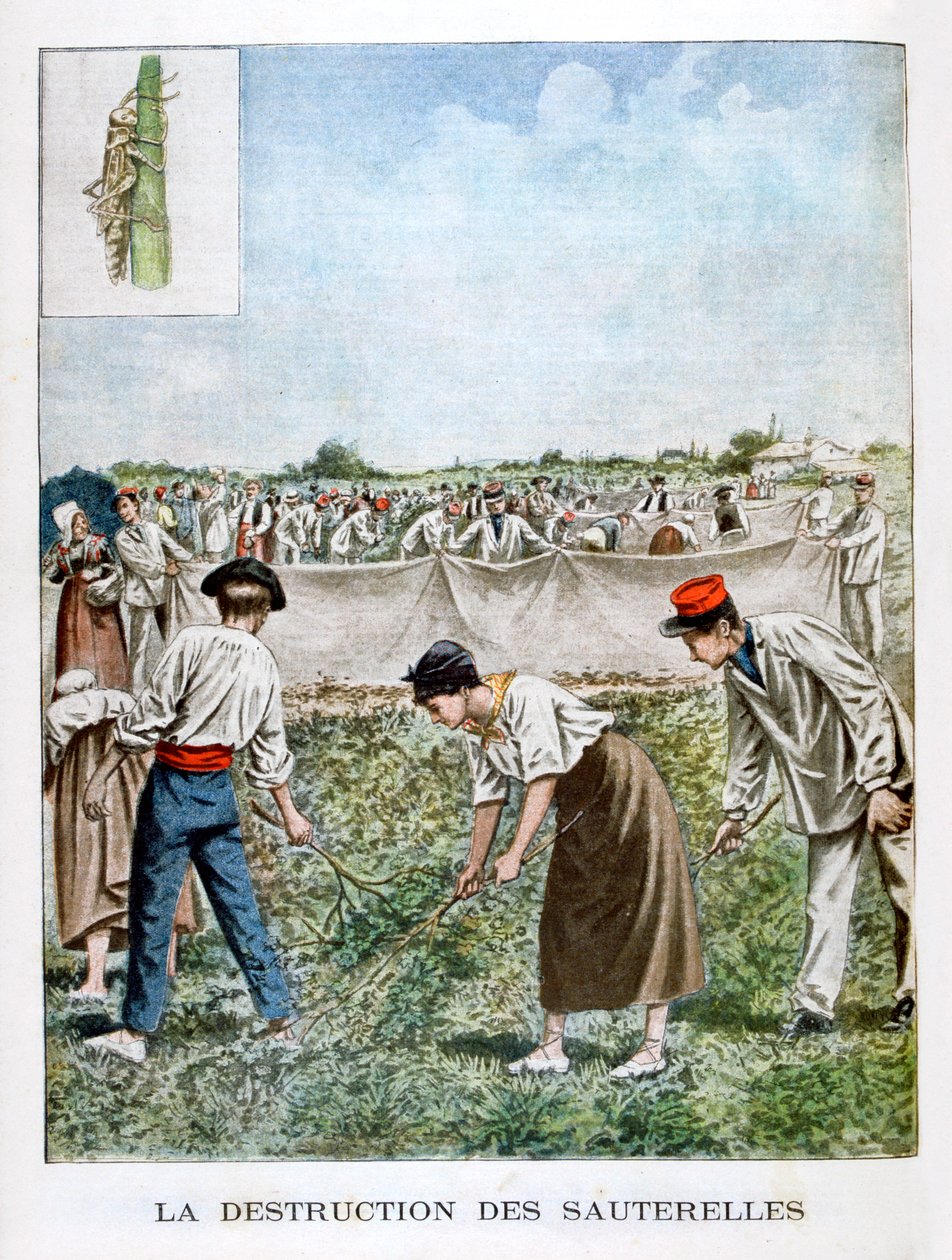 Zničení kobylky, 1901 od Unbekannt