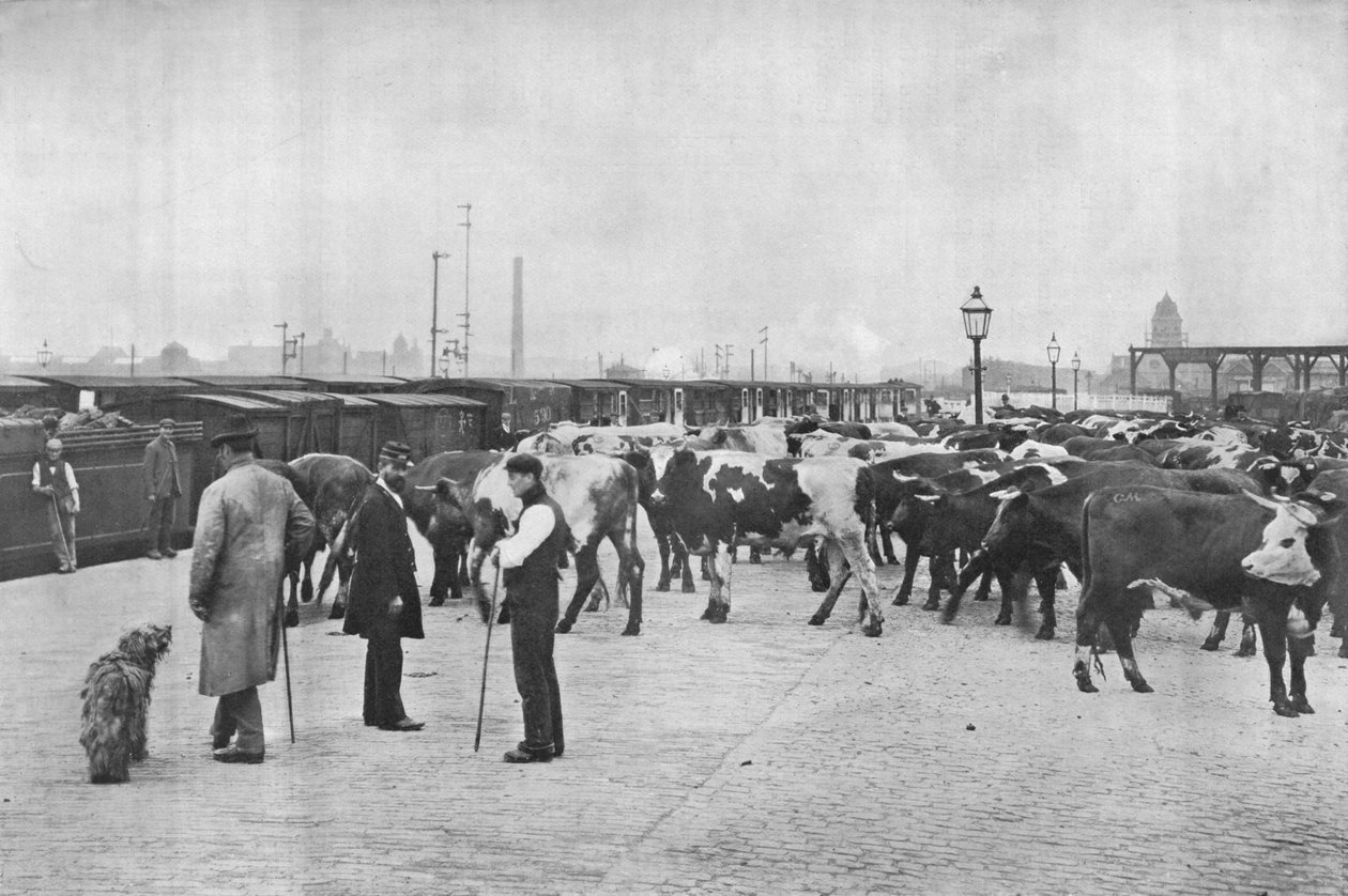 Dekvalifikace dobytka, sklad LNWR, York Road, Londýn, c1903 1903 od Unbekannt