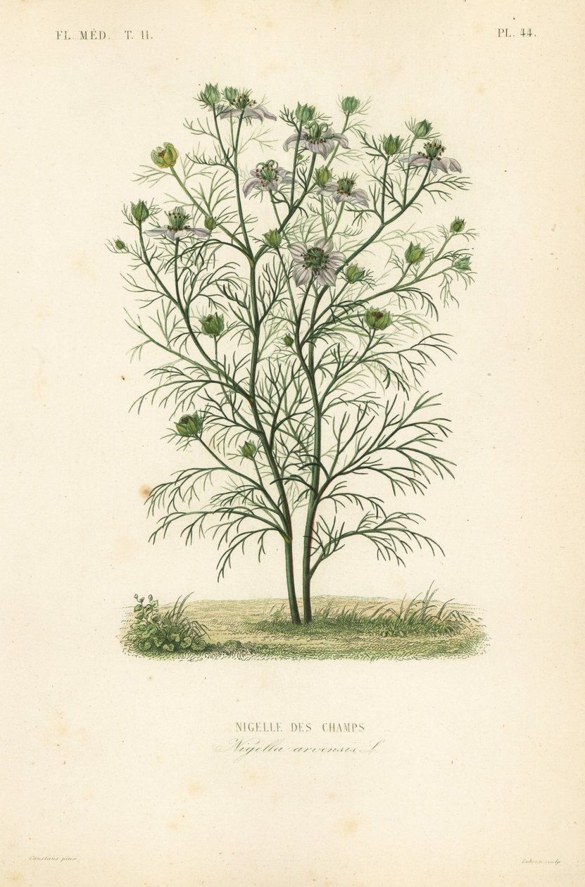 Ďábel v keři nebo láska v mlze, Nigella arvensis, Nigelle des champs od Unbekannt