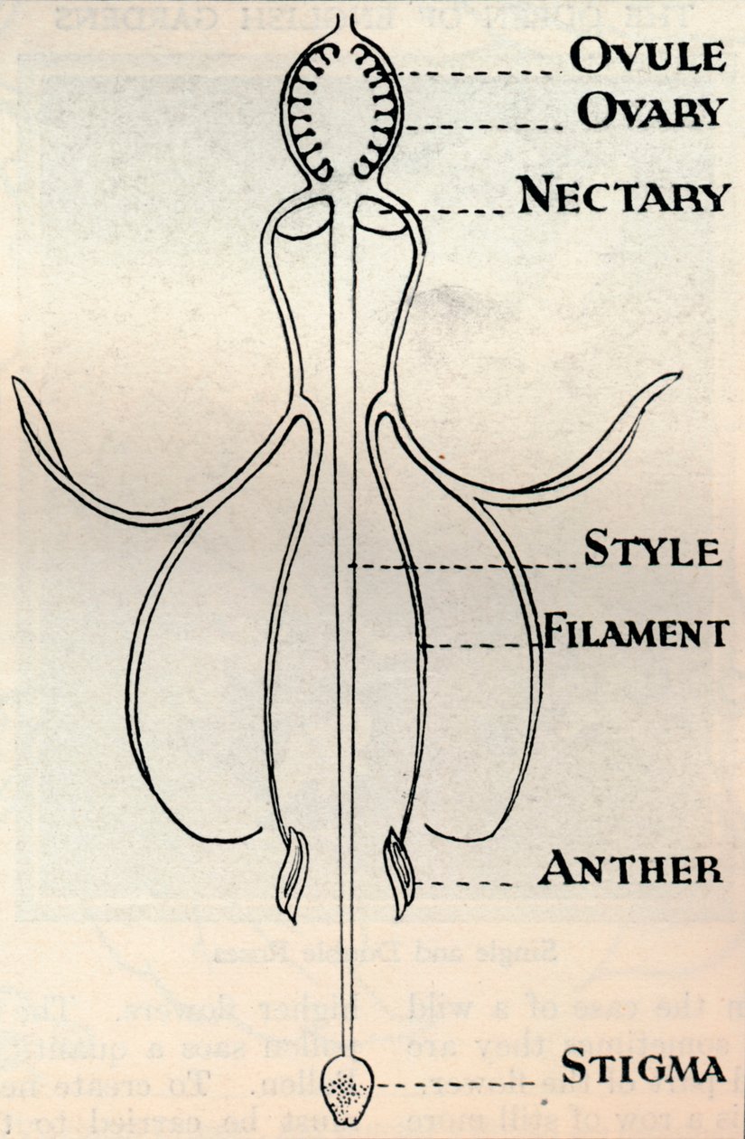 Schéma květu fuchsie, ukazující mechanismus používaný k produkci semen, c1934 od Unbekannt