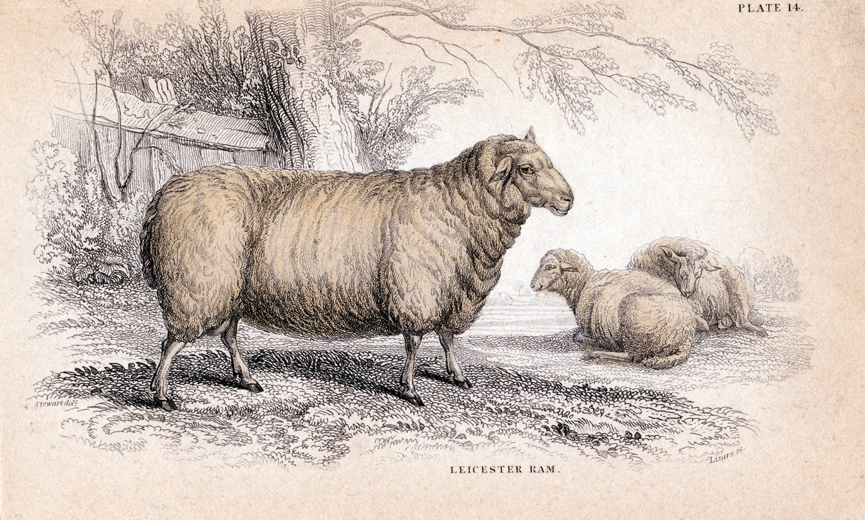 Dishley New Leicester Ram, c1840 od Unbekannt