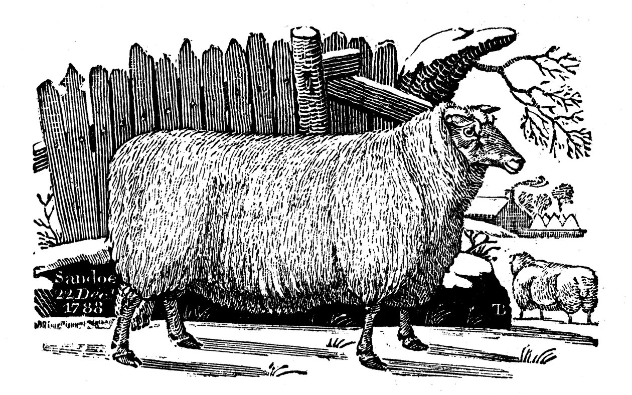 Ovce Dishley New Leicester, 1811 od Unbekannt