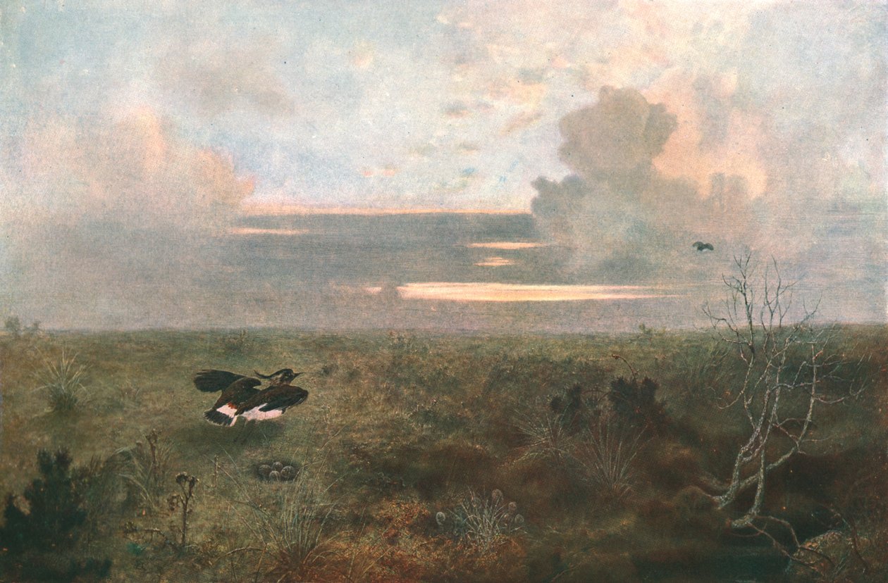 Disturbed: A Plover Rising from its Nest, 1879, c1902. od Unbekannt