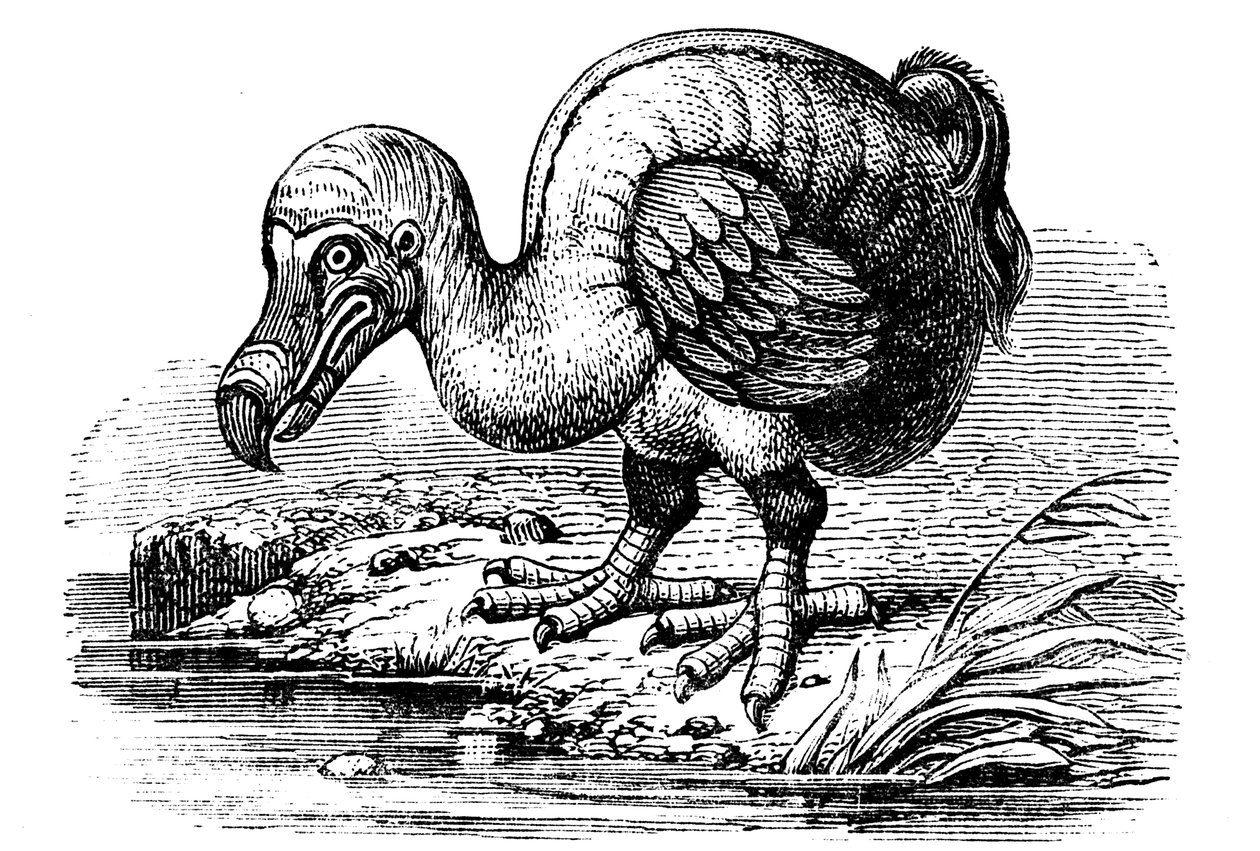 Dodo, 1884 od Unbekannt