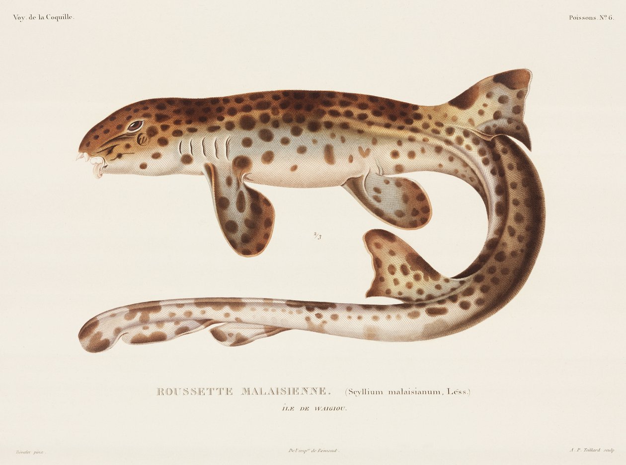 Dogfish, 