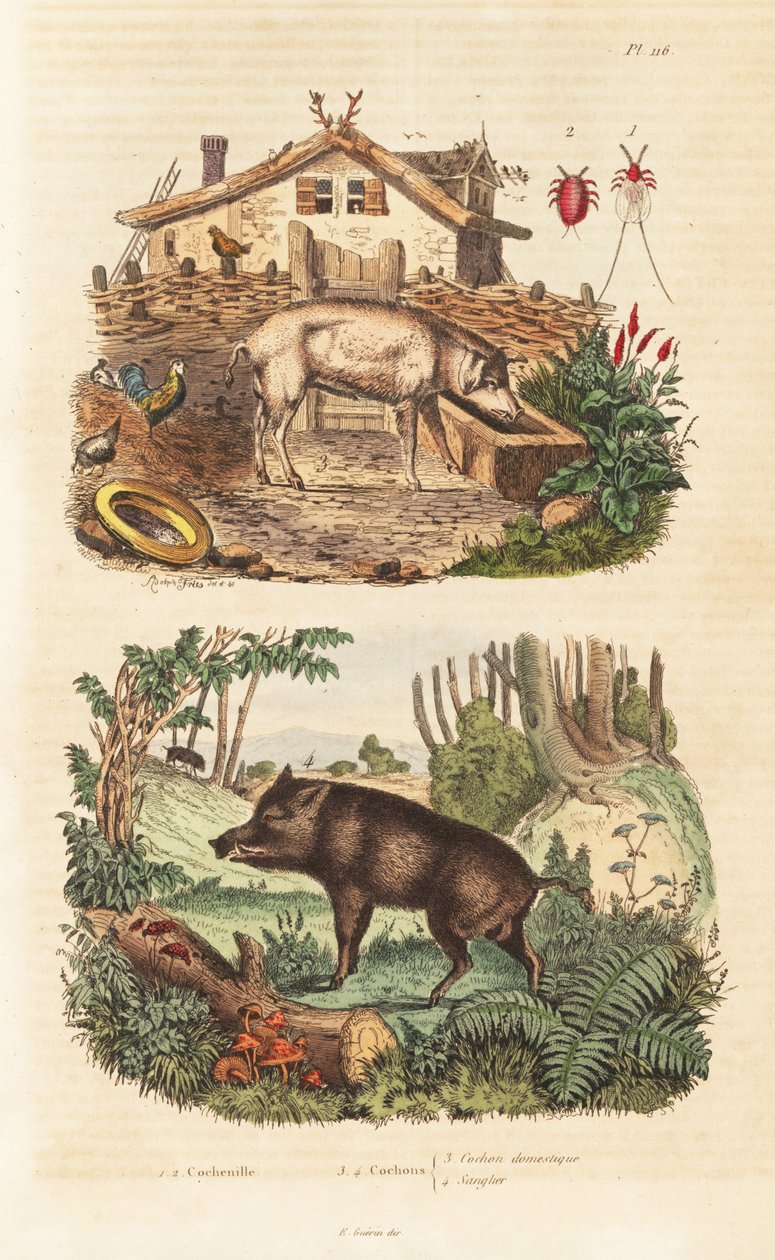 Prase domácí, Sus scrofa domesticus 3, prase divoké, Sus scrofa 4 a košenila, Dactylopius coccus 1,2 od Unbekannt