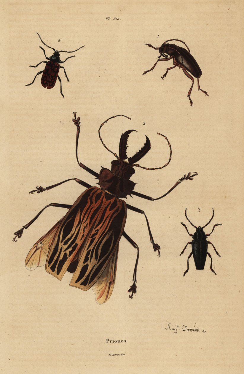 Dorysthenes paradoxus 1, Macrodontia cervicornis zranitelná 2, Elateropsis lineatus 3 a Prionus versicolor 4 od Unbekannt