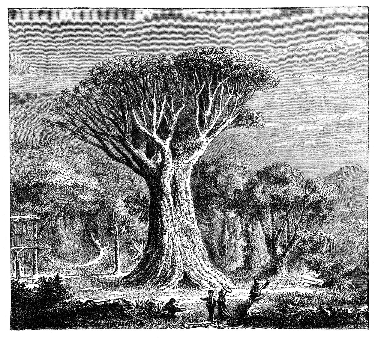 Dracona of Icod, Tenerife, Španělsko, c 1900 od Unbekannt