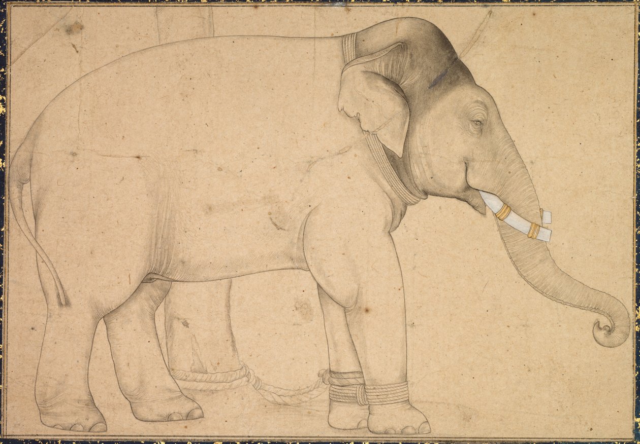 Kresba slona, c. 1700. od Unbekannt