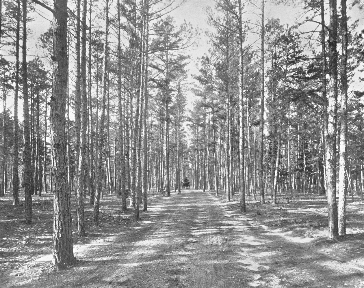 Jízda v Piney Woods Park, Lakewood, New Jersey, USA, c1900. od Unbekannt