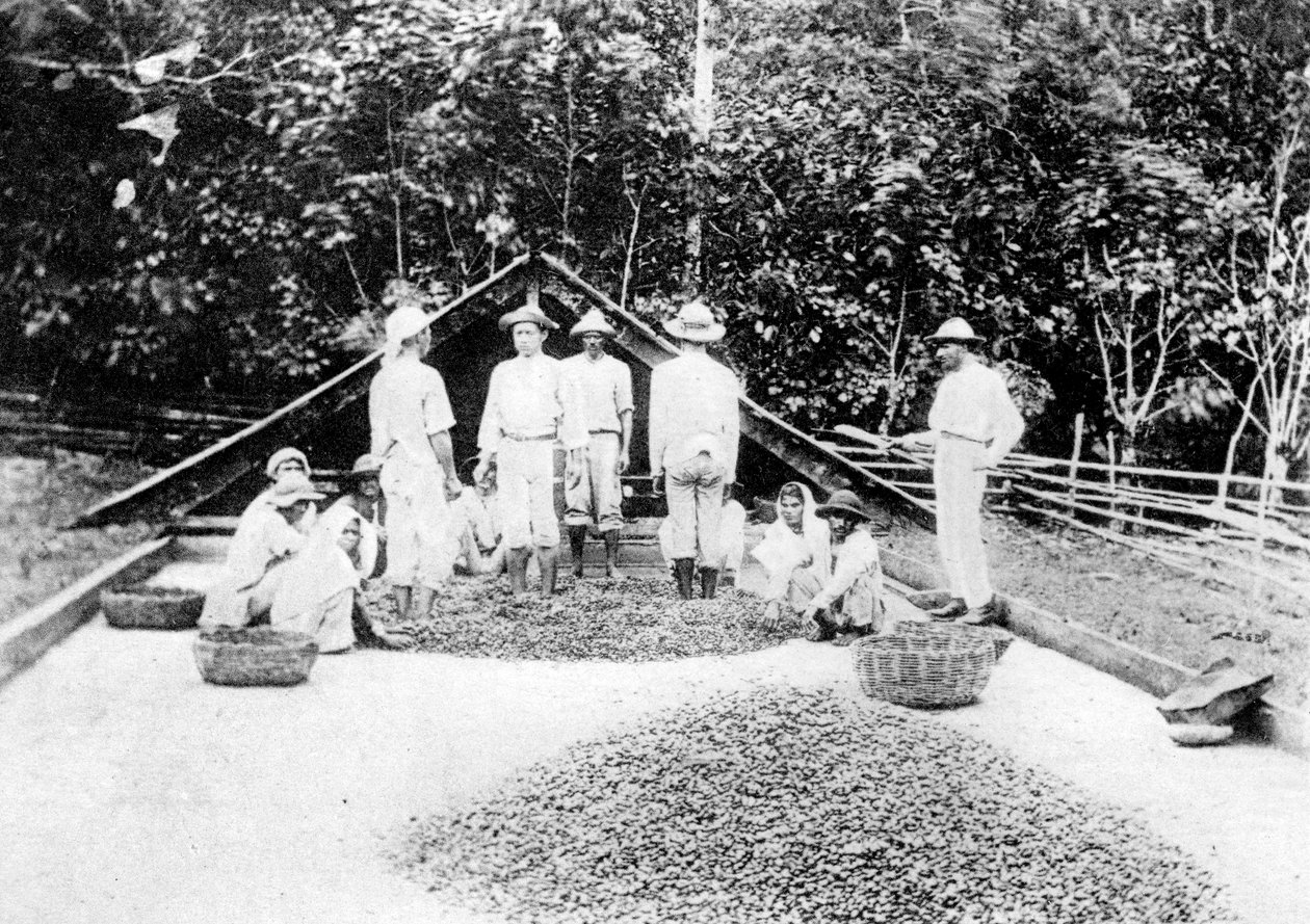 Sušení kakaa, Trinidad, 1900 od Unbekannt