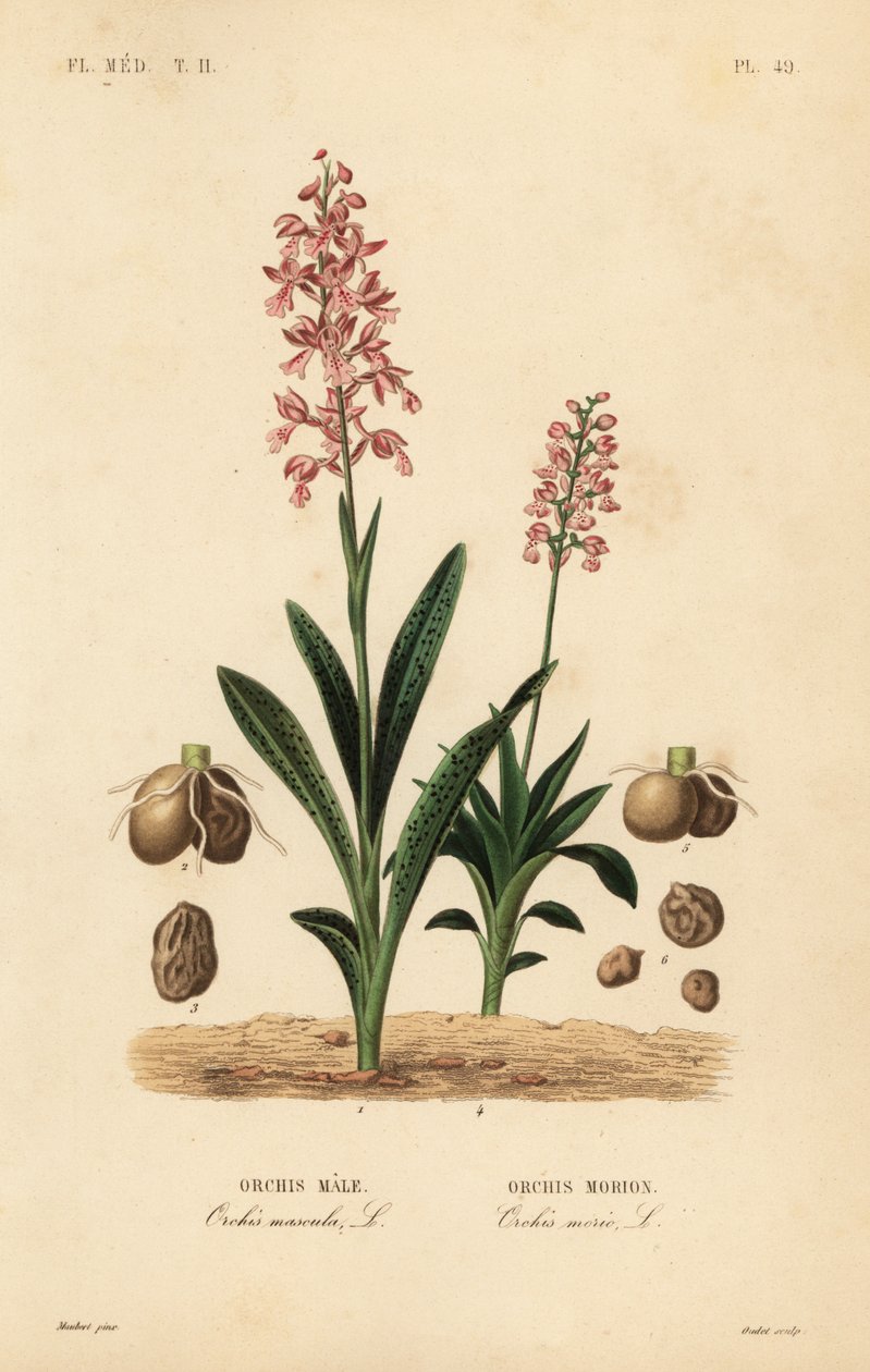Vstavač fialový, vstavač mužský, vstavač mužský a vstavač zelenokřídlý, Anacamptis morio, Orchis morion od Unbekannt