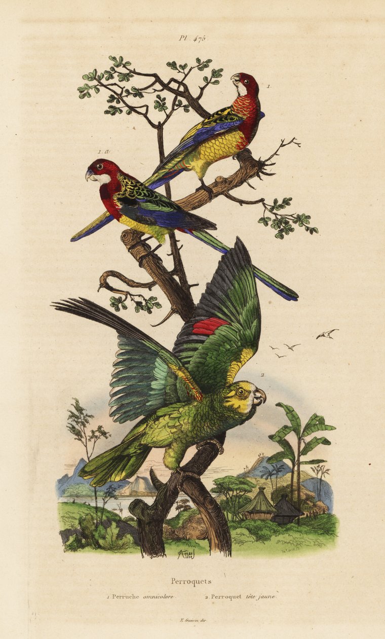Rosella východní, zkoušky Platycercus a amazoňanka žlutokorunovaná, Amazona ochrocephala od Unbekannt