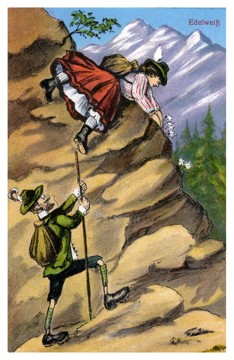 Edelweiss, konec 19. nebo začátek 20. století od Unbekannt