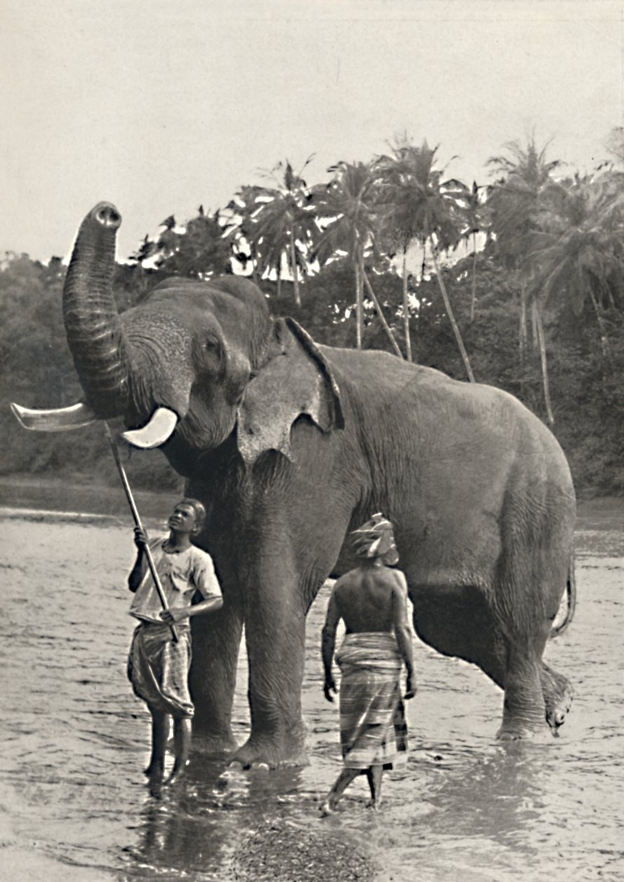Elefant in der Mahavaliganga, 1926 od Unbekannt