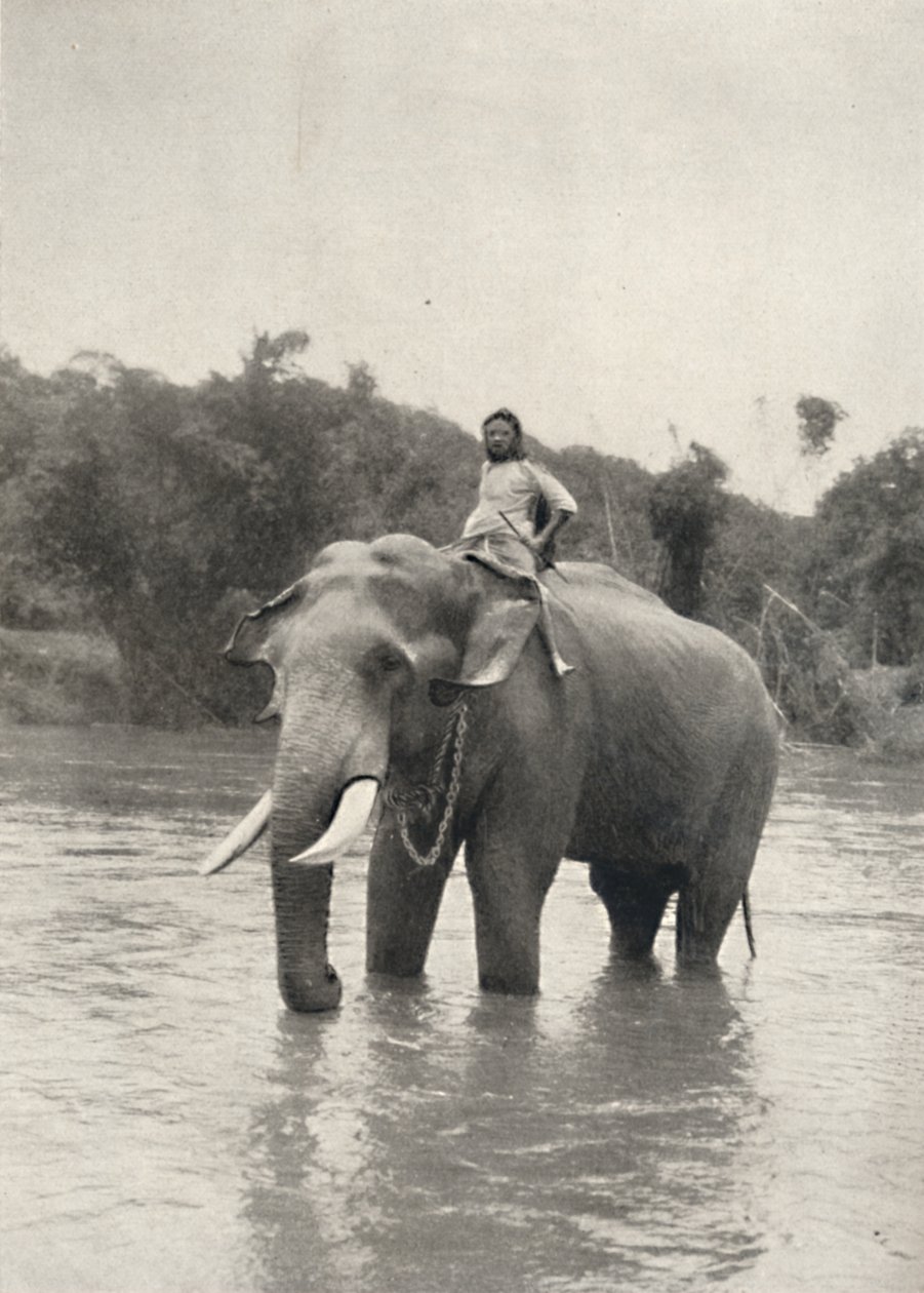 Slon s Kornakem In der Mahavaliganga, 1926 od Unbekannt
