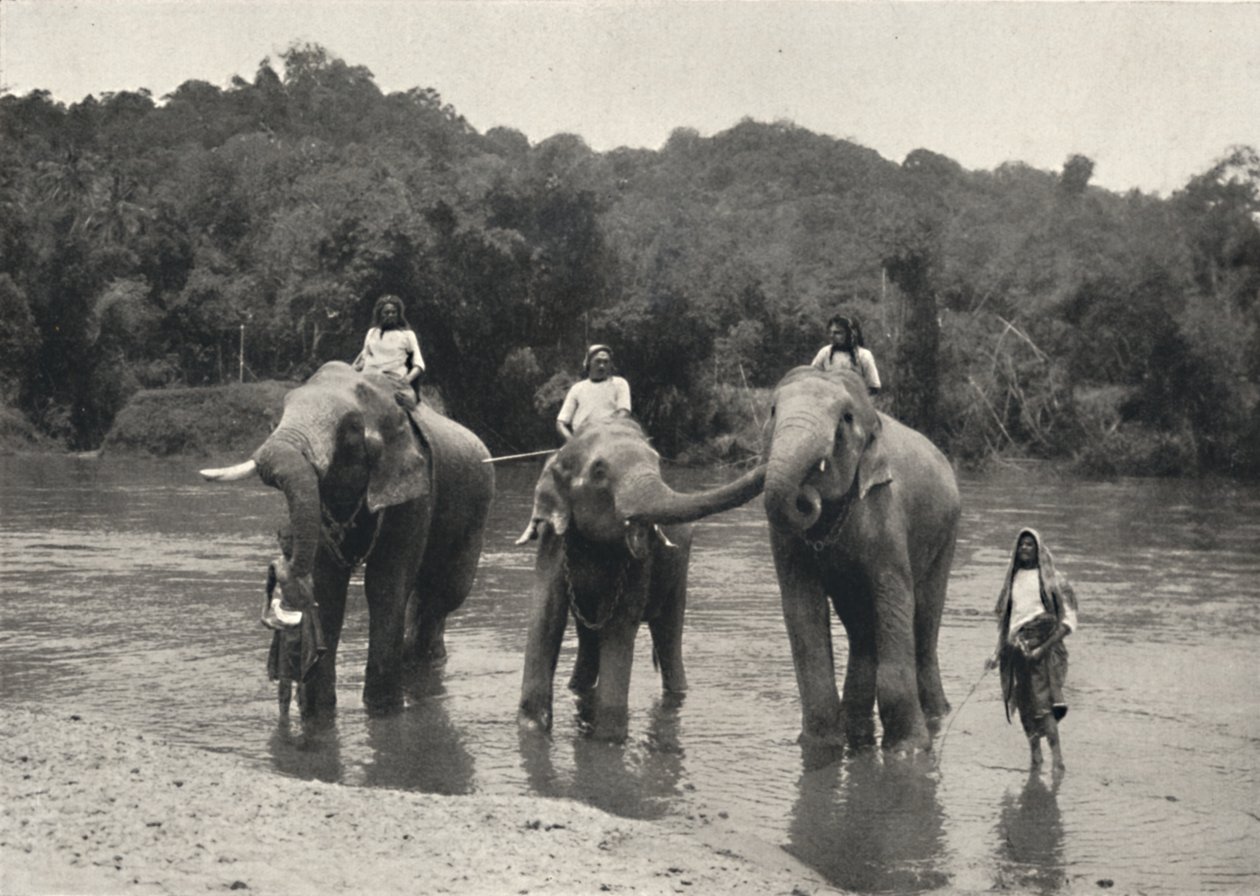 Koupání slonů v Mahaaliganga, 1926 od Unbekannt