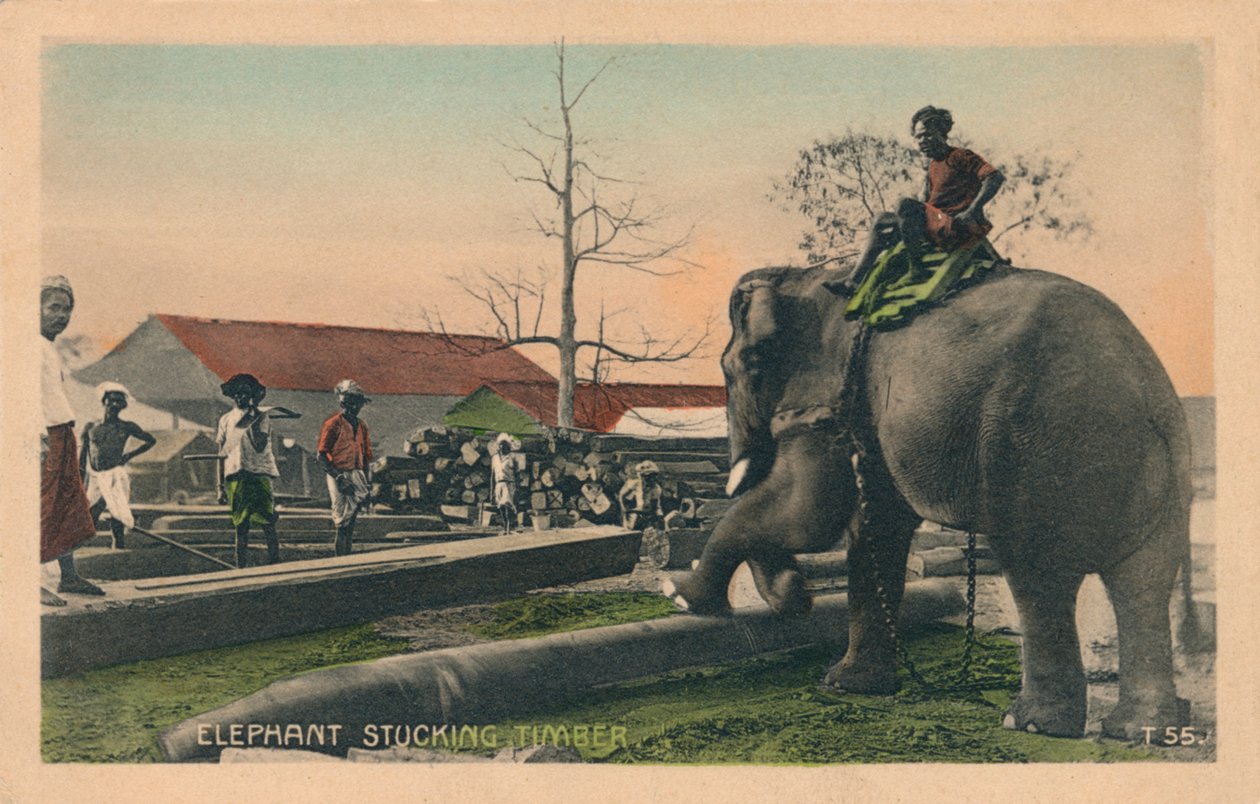 Slon Stucking Timber, c1900 od Unbekannt