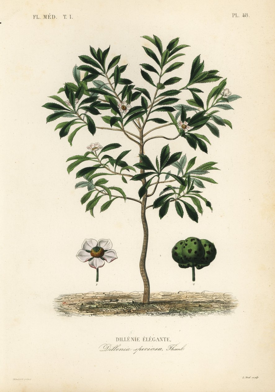 Sloní jablko nebo chulta, Dillenia indica, Dillenia speciosa, Dillenie elegante od Unbekannt