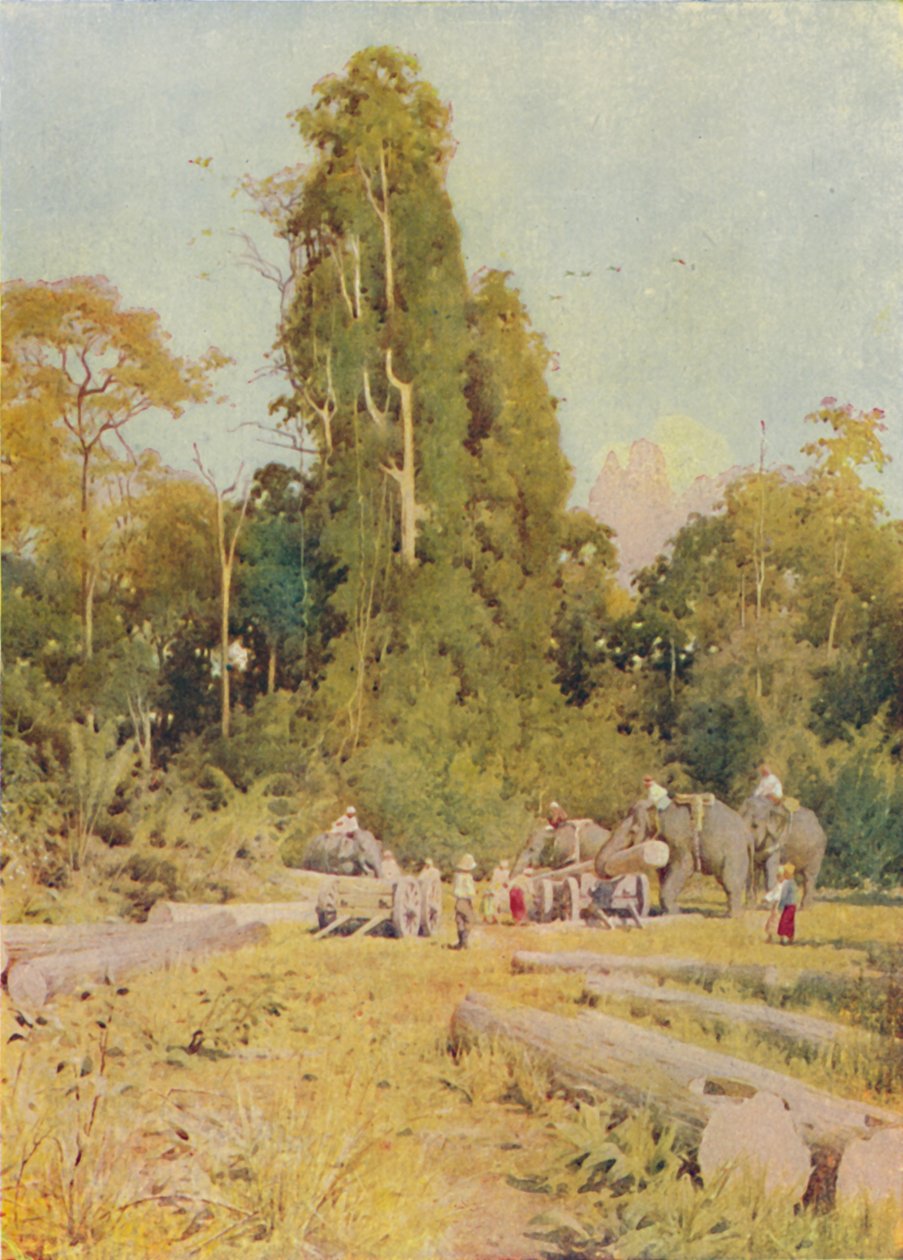 Elephants Piling Teak, 1924 od Unbekannt